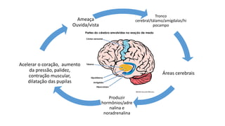 Tronco
cerebral/tálamo/amígdalas/hi
pocampo
Áreas cerebrais
Produzir
hormônios/adre
nalina e
noradrenalina
Acelerar o coração, aumento
da pressão, palidez,
contração muscular,
dilatação das pupilas
Ameaça
Ouvida/vista
 