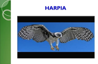 HARPIA
 