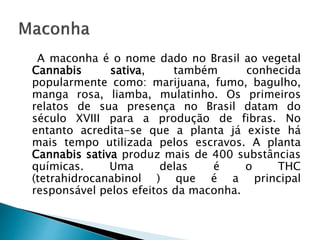 A maconha é o nome dado no Brasil ao vegetal
Cannabis sativa, também conhecida
popularmente como: marijuana, fumo, bagulho,
manga rosa, liamba, mulatinho. Os primeiros
relatos de sua presença no Brasil datam do
século XVIII para a produção de fibras. No
entanto acredita-se que a planta já existe há
mais tempo utilizada pelos escravos. A planta
Cannabis sativa produz mais de 400 substâncias
químicas. Uma delas é o THC
(tetrahidrocanabinol ) que é a principal
responsável pelos efeitos da maconha.
 