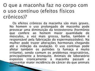 Os efeitos crônicos da maconha são mais graves.
No homem o uso prolongado de maconha pode
provocar uma diminuição da testosterona (hormônio
que confere ao homem maior quantidade de
músculos, a voz mais grossa, barba, também é
responsável pela fabricação do espermatozóides). Na
mulher pode trazer alterações hormonais chegando
até a inibição da ovulação. O uso contínuo pode
afetar também os pulmões (a fumaça é muito
irritante), sendo comum os problemas respiratórios,
principalmente a bronquite. Animais de laboratório
expostos cronicamente à maconha passam a
apresentar maior incidência de câncer do que animais
controles.
 