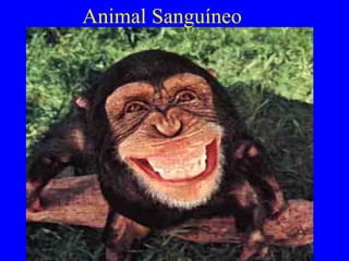 Animal Sanguíneo
 