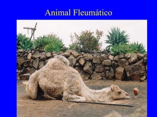 Animal Fleumático
 