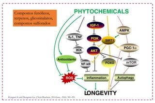 Hongwei Si and Dongmin Liu. J Nutr Biochem. 2014 June ; 25(6): 581–591.
Compostos fenólicos,
terpenos, glicosinalatos,
compostos sulforados
 