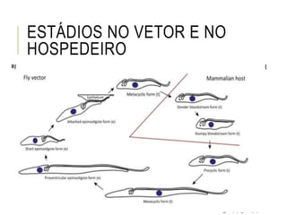 ESTÁDIOS NO VETOR E NO
HOSPEDEIRO
 