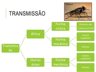 TRANSMISSÃO
Transmiss
ão
África
Forma
cíclica
Glossina spp
( mosca tsé-tsé)
Forma
mecânica
Insetos
sugadores
Fômites
Outras
áreas
Forma
mecânica
Insetos
sugadores
Fômites
 
