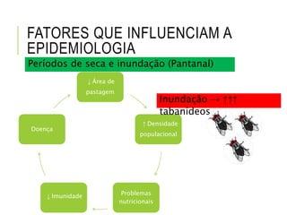 ↓ Área de
pastagem
↑ Densidade
populacional
Problemas
nutricionais
↓ Imunidade
Doença
FATORES QUE INFLUENCIAM A
EPIDEMIOLOGIA
Períodos de seca e inundação (Pantanal)
Inundação → ↑↑↑
tabanídeos
 