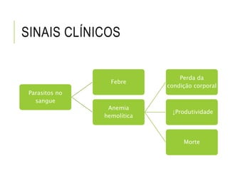 SINAIS CLÍNICOS
Parasitos no
sangue
Febre
Anemia
hemolítica
Perda da
condição corporal
↓Produtividade
Morte
 