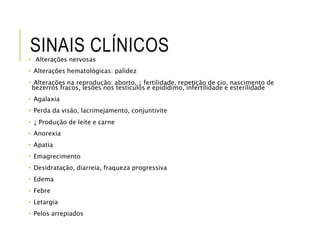SINAIS CLÍNICOS
• Alterações nervosas
• Alterações hematológicas: palidez
• Alterações na reprodução: aborto, ↓ fertilidade, repetição de cio, nascimento de
bezerros fracos, lesões nos testículos e epidídimo, infertilidade e esterilidade
• Agalaxia
• Perda da visão, lacrimejamento, conjuntivite
• ↓ Produção de leite e carne
• Anorexia
• Apatia
• Emagrecimento
• Desidratação, diarreia, fraqueza progressiva
• Edema
• Febre
• Letargia
• Pelos arrepiados
 