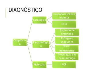 DIAGNÓSTICO
Diagnóstic
o
Sorológico
Imunoflorescência
Indireta
Elisa
Parasitológic
o
Aspirado de
linfonodo
Esfregaço
sanguíneo
Micro-
hematócrito
Inoculação em
camundongo
Molecular PCR
 