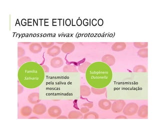 AGENTE ETIOLÓGICO
Trypanossoma vivax (protozoário)
Transmitido
pela saliva de
moscas
contaminadas
Família
Salivaria
Transmissão
por inoculação
Subgênero
Dutonella
 