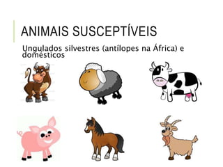 ANIMAIS SUSCEPTÍVEIS
Ungulados silvestres (antílopes na África) e
domésticos
 