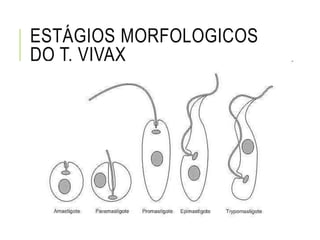 ESTÁGIOS MORFOLOGICOS
DO T. VIVAX
 