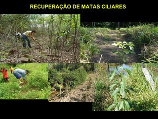 RECUPERAÇÃO DE MATAS CILIARES
 