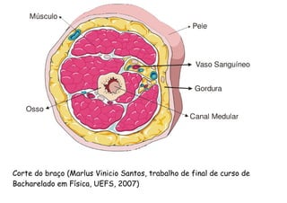 Corte do braço (Marlus Vinicio Santos, trabalho de final de curso de
Bacharelado em Física, UEFS, 2007)
 