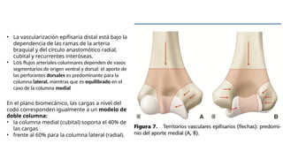 PALETA HUMERAL.pptx-.................... | PPTX