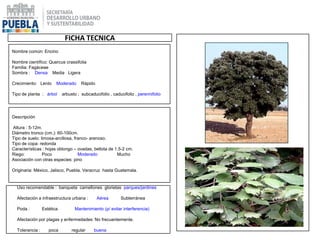 FICHA TECNICA
Nombre común: Encino
Nombre científico: Quercus crassifolia
Familia: Fagáceae
Sombra : Densa Media Ligera
Crecimiento: Lento Moderado Rápido
Tipo de planta : árbol arbusto ; subcaducifolio , caducifolio , perennifolio
Descripción
Altura : 5-12m.
Diámetro tronco (cm.): 60-100cm.
Tipo de suelo: limosa-arcillosa, franco- arenoso.
Tipo de copa: redonda
Características : hojas oblongo – ovadas, bellota de 1.5-2 cm.
Riego: Poco Moderado Mucho
Asociación con otras especies: pino
Originaria: México, Jalisco, Puebla, Veracruz hasta Guatemala.
Uso recomendable : banqueta camellones glorietas parques/jardines
Afectación a infraestructura urbana : Aérea Subterránea
Poda : Estética Mantenimiento (p/ evitar interferencia)
Afectación por plagas y enfermedades: No frecuentemente.
Tolerancia : poca regular buena
 