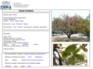 FICHA TECNICA
Nombre común: encino
Nombre científico: Quercus glaucoides
Familia: FAGACEAE
Sombra : Densa Media Ligera
Crecimiento: Lento Moderado Rápido
Tipo de planta : árbol arbusto ; subcaducifolio , caducifolio , perennifolio
Descripción
Altura : 6-9 m.
Diámetro tronco (cm.): 40-70cm.
Tipo de suelo: franco-arenoso, limoso
Tipo de copa: redonda
Características : árbol resistente a heladas
Riego: Poco Moderado Mucho
Asociación con otras especies: pino-encino
Originaria: México
Uso recomendable : banqueta camellones glorietas parques/jardines
Afectación a infraestructura urbana : Aérea Subterránea
Poda : Estética Mantenimiento (p/ evitar interferencia)
Afectación a plagas y enfermedades: poco propensa a plagas.
Tolerancia : poca regular buena
 