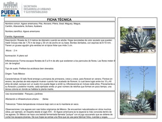 Nombre común: Agave americana, Pita, Alcivara, Pitera, Sisal, Maguey, Mague,
Cardón, Abecedaria, Acíbara, Azabara
Nombre científico: Agave americana
Familia: Agavaceae
Descripción: Roseta de 2-3 metros de diámetro cuando es adulta. Hojas lancotadas de color azulado que pueden
medir incluso más de 1,75 m de largo y 30 cm de ancho en su base. Bordes dentados, con espinas de 8-10 mm.
Tienen un grueso aguijón gris-verdoso en el ápice foliar que mide 3 cm.
Altura : 2 m
Iluminación: A pleno sol
Inflorescencia: Forma escapos florales de 5 a 8 m de alto que sostienen a los panículos de flores. Las flores miden 9
cm. de longitud.
Tipo de suelo: Prefiere los arcillosos bien drenados
Origen: Todo México
Características: El tallo floral emerge a principios de primavera, crece y crece, para florecer en verano. Florece en
verano, las plantas de esta especie mueran cuando han acabado de florecer, lo cual tiene lugar entre los 10 y 40
años de edad, aunque con un suelo rico puede llegar a emitir su inflorescencia en incluso siete años. Previamente a
su floración y posterior muerte, cada ejemplar emite un gran número de retoños que forman en poco tiempo, una
densa colonia en donde se hallaba la planta madre.
Uso recomendable: Parques y jardines
Afectación a infraestructura urbana : Aérea
Tolerancia: Tolera temperaturas inclusive bajo cero si se lo mantiene en seco.
Observaciones: Los agaves son casi todos originarios de México. Se encuentran naturalizados en otros muchos
sitios, por ejemplo, en España desde el siglo XVI. - El Agave americana es la especie la más conocida dentro de
los agaves. En México se hace una bebida fermentada llamada "pulque" con el jugo azucarado que se obtiene de
cortar los escapos jóvenes. De sus hojas se extrae una fibra que se usa para fabricar hilos, cuerdas y sogas.
|FICHA TÉCNICA
 