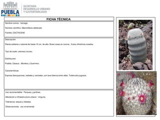 Nombre común: biznaga
Nombre científico: Mammillaria albilanata
Familia: CACTACEAE
Descripción:
Planta solitaria o colonial de hasta 15 cm. de alto. flores rosas en corona , frutos cilíndricos rosados
Tipo de suelo: arenoso,rocoso.
Distribución:
Puebla, Oaxaca ,Morelos y Guerrrero.
Características:
Espinas blanquecinas, radiales y centrales ,con lana blanca entre ellas. Tubérculos jugosos.
Uso recomendable: Parques y jardines
Afectación a infraestructura urbana : ninguna.
Tolerancia: sequia y heladas.
Observaciones: uso ornamental.
|FICHA TÉCNICA
 