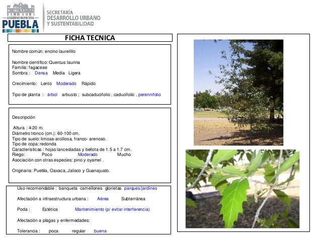 Catálogo de Especies Permitidas para la Restitución de la Masa Catálogo de Especies Permitidas para la Restitución de la Masa
