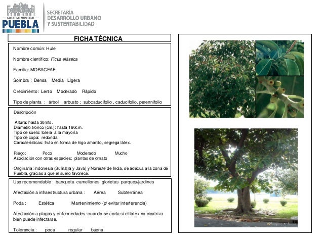 Catálogo de Especies Permitidas para la Restitución de la Masa Catálogo de Especies Permitidas para la Restitución de la Masa