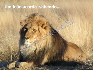 Um leão acorda sabendo...
 