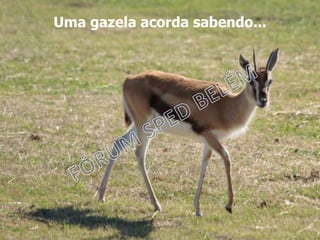 Uma gazela acorda sabendo...
 