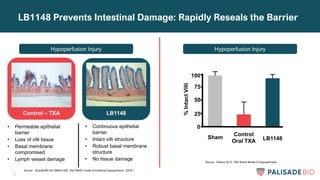 11
LB1148 Prevents Intestinal Damage: Rapidly Reseals the Barrier
Hypoperfusion Injury Hypoperfusion Injury
Control – TXA LB1148
• Permeable epithelial
barrier
• Loss of villi tissue
• Basal membrane
compromised
• Lymph vessel damage
• Continuous epithelial
barrier
• Intact villi structure
• Robust basal membrane
structure
• No tissue damage
%
Intact
Villi
Sham
Control
Oral TXA LB1148
0
50
75
100
25
Source: Study#LBS-NC-SMAO-002 Rat SMAO model of intestinal hypoperfusion (DOF)
Source: Delano 2013. Rat Shock Model of Hypoperfusion
 