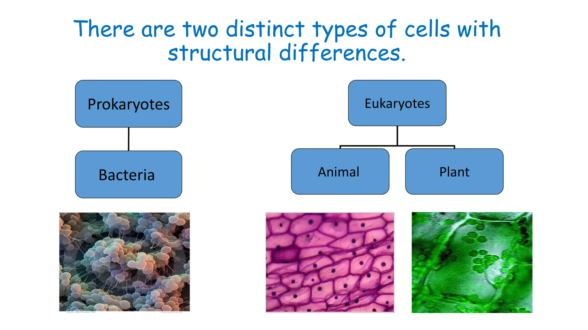 Structure of Prokaryotic and Eukaryotic cells Cells.ppt