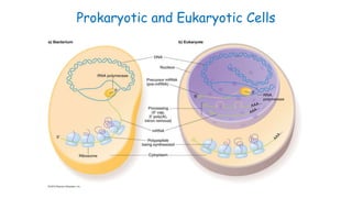 Structure of Prokaryotic and Eukaryotic cells Cells.ppt