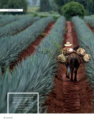 20 PALLADIUM MAGAZINE
A farmer rides his donkey through a ﬁeld
of blue tequila agave, used to prepare
the popular Mexican liquor, Tequila. /
ESP. Un granjero recorre en su borrico
un campo de cultivo de agave
tequilana en su variedad azul, con el
que se elabora el popular licor
mexicano, el tequila.
by Martín Ulloa
 