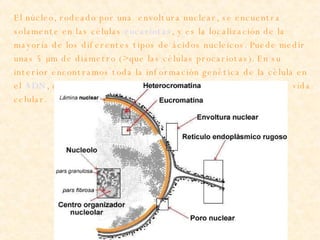 El núcleo, rodeado por una  envoltura nuclear, se encuentra solamente en las células  eucariotas , y es la localización de la mayoría de los diferentes tipos de ácidos nucleicos. Puede medir unas 5 µm de diámetro (> que las células procariotas). En su interior encontramos toda la información genética de la célula en  el   ADN , que presenta diversas organizaciones a lo largo de la vida celular.  