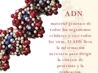 ADN material genético de todos los organismos celulares y casi todos los virus. El ADN lleva la información necesaria para dirigir la síntesis de proteínas y la replicación. 