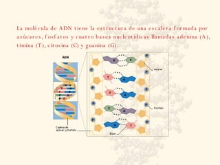 La molécula de ADN tiene la estructura de una escalera formada por azúcares, fosfatos y cuatro bases nucleotídicas llamadas adenina (A), timina (T), citosina (C) y guanina (G).  