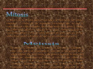 Procesos de Division Celular La mitosis es la división nuclear asociada a la división de las células somáticas – células de un organismo eucariótico que no van a convertirse en células sexuales. Una célula mitótica se divide y forma dos células hijas idénticas, cada una de las cuales contiene un juego de cromosomas idéntico al de la célula parental. Después cada una de las células hijas vuelve a dividirse de nuevo, y así continúa el proceso   Mitosis La meiosis se diferencia de la mitosis en que sólo se transmite a cada célula nueva un cromosoma de cada una de las parejas de la célula original. Por esta razón, cada gameto contiene la mitad del número de cromosomas que tienen el resto de las células del cuerpo. Cuando en la fecundación se unen dos gametos, la célula resultante, llamada cigoto, contiene toda la dotación doble de cromosomas. La mitad de estos cromosomas proceden de un progenitor y la otra mitad del otro.         Meiosis 