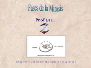 Fases de la Mitosis Profase   El nucleolo y la membrana nuclear desaparecen 