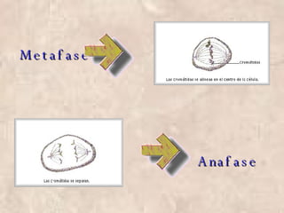 Metafase Anafase 