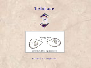 Telofase El huso se dispersa 