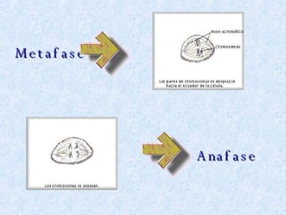 Metafase Anafase 