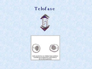 Telofase 