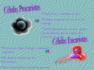 Células Procariotas Células Eucariotas Bacterias y Cianobacterias Células pequeñas de estructura  sencilla ADN Concentrado en una región, sin membrana que lo separe del resto de la célula.   Protozoos, algas, hongos , animales  y  vegetales De mayor tamaño que las Procariotas. Material Genético envuelto por una membrana. 