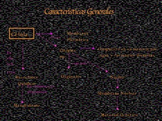 Características Generales  Célula Membrana Plasmática Citoplasma Compuesto en su mayoría por agua y sustancias disueltas Organelos contiene Poseen Núcleo Membrana Nuclear Material Genético Reacciones Químicas Metabolismo En ella ocu rren En conjunto se denominan 