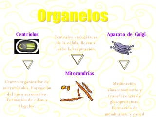 Organelos Centríolos Aparato de Golgi Mitocondrias Centro organizador de microt ú bulos. Formaci ó n del huso acromatico. Formaci ó n de cilios y flagelos. Maduraci ó n, almacenamiento y transferencia de glucoprote í nas. Formaci ó n de membranas, y pared celular. Centrales energ é ticas de la célula: llevan a cabo la respiración celular 