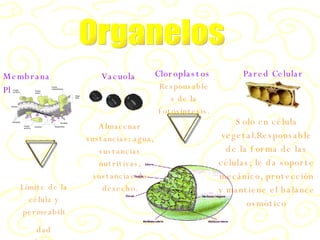 Organelos Vacuola Almacenar sustancias: agua, sustancias nutritivas, sustancias de desecho. Cloroplastos Pared Celular Solo en célula vegetal. Responsable de la forma de las células; le da soporte mecánico, protección y mantiene el balance osmótico Responsables de la fotos í ntesis. Límite de la célula y permeabili dad selectiva Membrana Plasmática 