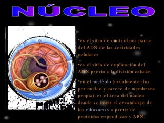 NÚCLEO es el sitio de control por parte del ADN de las actividades celulares   es el sitio de duplicación del ADN previo a la división celular  en el  nucléolo  (usualmente dos por núcleo y carece de membrana propia), es el área del núcleo donde se inicia el ensamblaje de los  ribosomas  a partir de proteínas específicas  y ARN. 