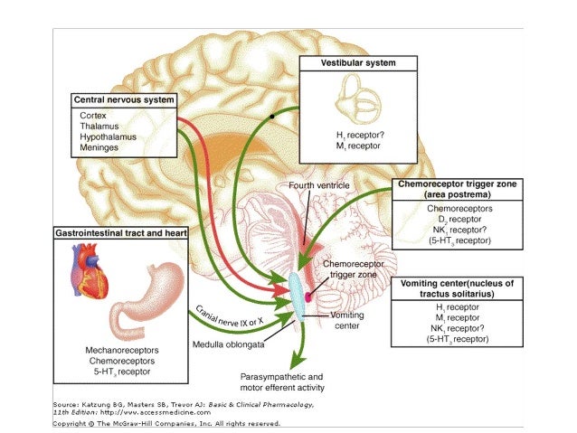  influencing nausea and vomiting vomiting centre medulla stomach small