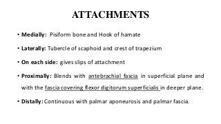 ATTACHMENTS
• Medially: Pisiform bone and Hook of hamate
• Laterally: Tubercle of scaphoid and crest of trapezium
• On each side: gives slips of attachment
• Proximally: Blends with antebrachial fascia in superficial plane and
with the fascia covering flexor digitorum superficialis in deeper plane.
• Distally: Continuous with palmar aponeurosis and palmar fascia.
 