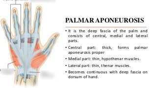 PALMAR APONEUROSIS
• It is the deep fascia of the palm and
consists of central, medial and lateral
parts.
• Central part: thick, forms palmar
aponeurosis proper
• Medial part: thin, hypothenar muscles.
• Lateral part: thin, thenar muscles.
• Becomes continuous with deep fascia on
dorsum of hand.
 