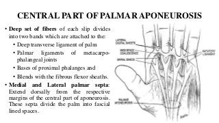 CENTRAL PART OF PALMAR APONEUROSIS
• Deep set of fibers of each slip divides
into two bands which are attached to the:
• Deep transverse ligament of palm
• Palmar ligaments of metacarpo-
phalangeal joints
• Bases of proximal phalanges and
• Blends with the fibrous flexor sheaths.
• Medial and Lateral palmar septa:
Extend dorsally from the respective
margins of the central part of aponeurosis.
These septa divide the palm into fascial
lined spaces.
 