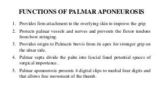 FUNCTIONS OF PALMAR APONEUROSIS
1. Provides firm attachment to the overlying skin to improve the grip
2. Protects palmar vessels and nerves and prevents the flexor tendons
from bow stringing.
3. Provides origin to Palmaris brevis from its apex for stronger grip on
the ulnar side.
4. Palmar septa divide the palm into fascial lined potential spaces of
surgical importance.
5. Palmar aponeurosis presents 4 digital slips to medial four digits and
that allows free movement of the thumb.
 